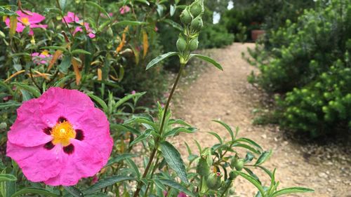 Pink flower blooming in garden