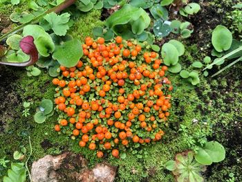 High angle view of orange flowering plants