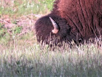 Close-up of an animal on grass