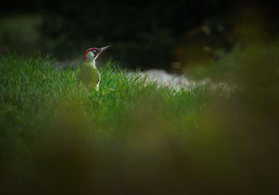 A wild green woodpecker in the grass.