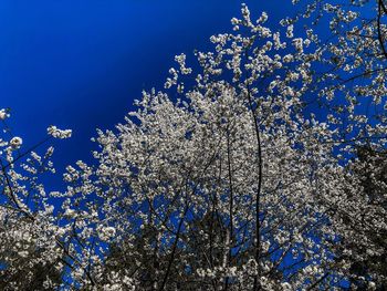 Low angle view of cherry blossom against clear blue sky