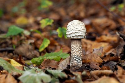 Close-up of mushroom growing outdoors