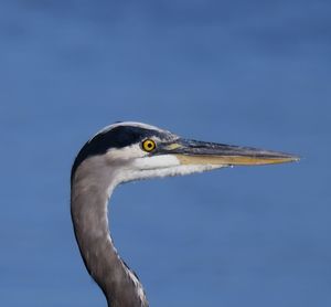 Low angle view of heron