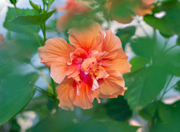 Close-up of flowering plant