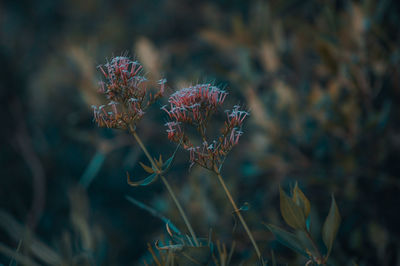 Close-up of wilted flower on field