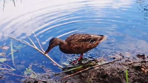 High angle view of bird perching on lake