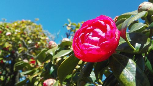 Close-up of red flower blooming against sky
