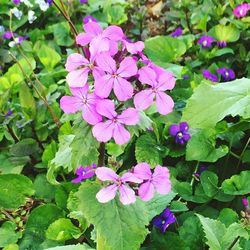 Close-up of purple flowers