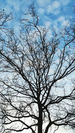 Low angle view of bare tree against sky