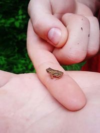 Close-up of cropped hand holding lizard