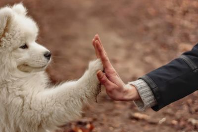 Close-up of hand holding dog