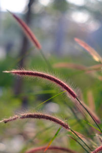 Close-up of plant growing on field