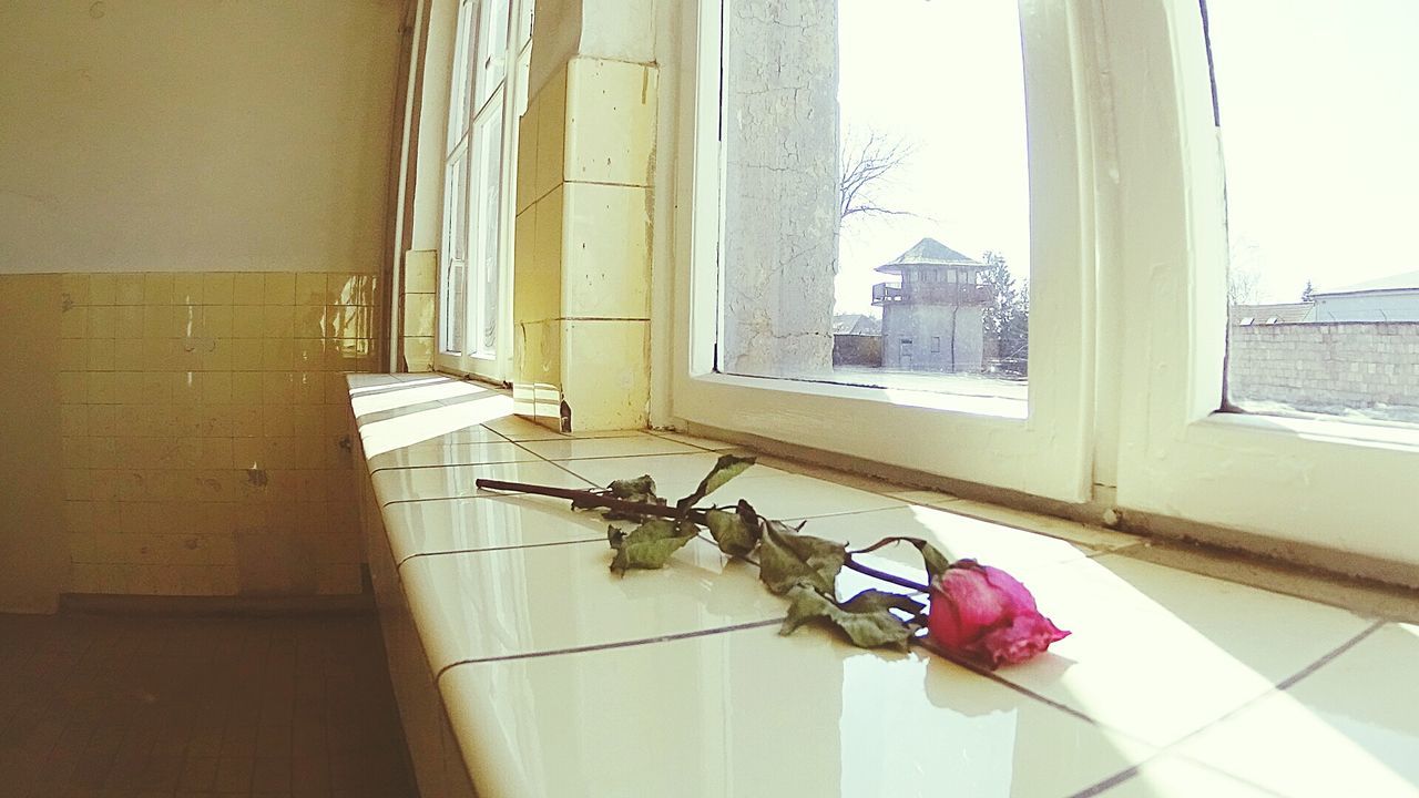 window, indoors, flower, glass - material, window sill, home interior, potted plant, vase, curtain, transparent, plant, built structure, architecture, table, house, growth, wall - building feature, flower pot, sunlight, fragility