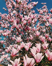 Close-up of pink cherry blossoms