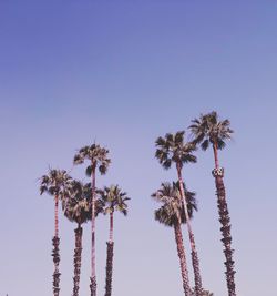 Low angle view of coconut palm tree against clear blue sky
