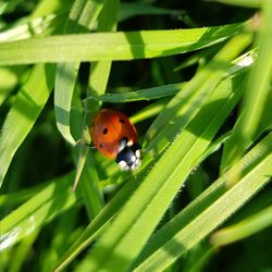 Close-up of ladybug on leaf