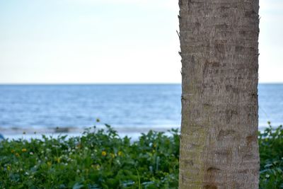 Close-up of tree trunk by sea against sky