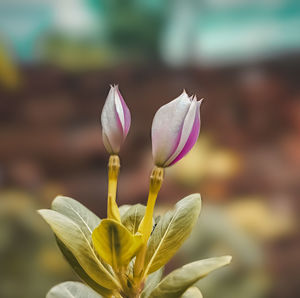 Close-up of flowering plant