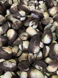 Full frame shot of shells