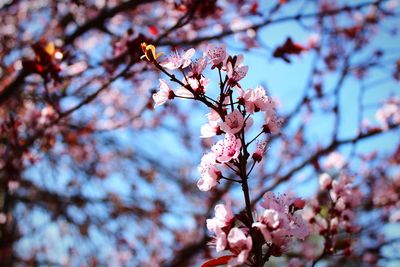 Low angle view of cherry blossom