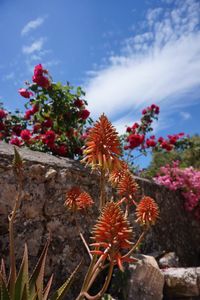 Close-up of red cactus growing on tree against sky