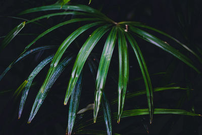 Close-up of fresh green plants at night