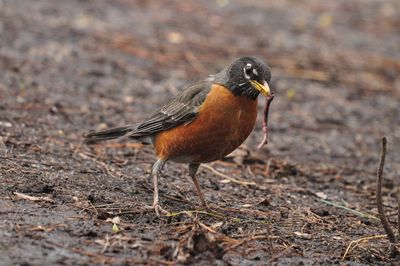 Close-up of bird on land