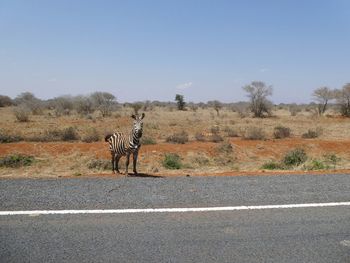 Horse standing by road against sky