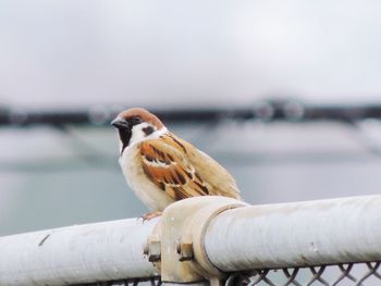 Close-up of bird perching on railing against sky