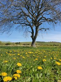 Scenic view of yellow flower field against clear sky