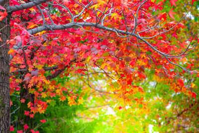 Close-up of red flowering tree during autumn