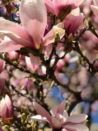 Close-up of pink cherry blossoms in spring
