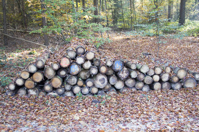 Stack of pebbles in forest