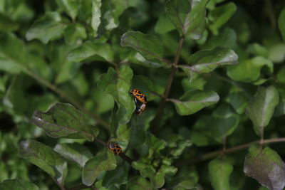 Close-up of insect on leaf