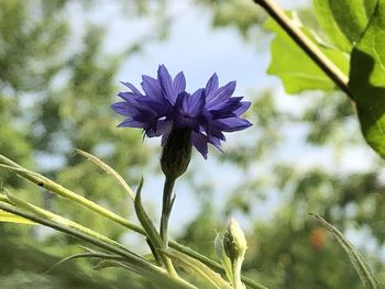 Close-up of purple flowering plant