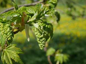 Close-up of fresh green plant