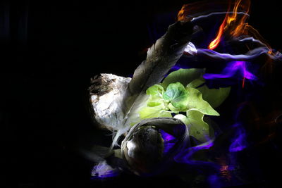Close-up of purple flower against black background