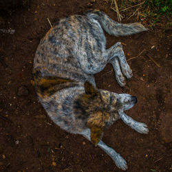 animal