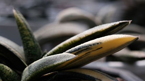 Close-up of plant