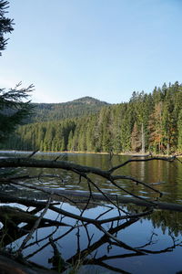 Scenic view of lake in forest against clear sky