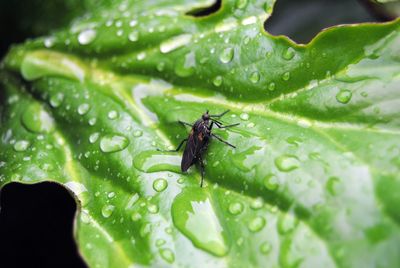 Close-up of insect on leaf