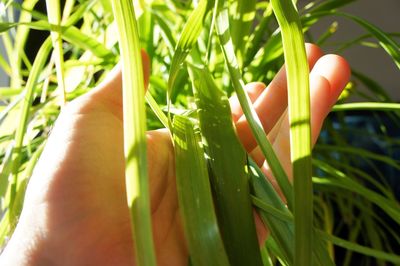 Close-up of hand holding plant growing in field