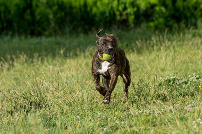 Dog playing on grassy field