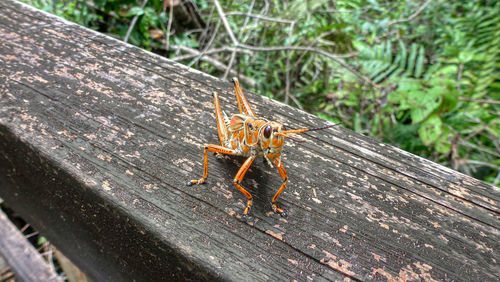 Close-up of grasshopper on wood