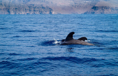 Whale swimming in sea