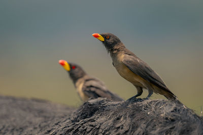 Close-up of bird perching on rock