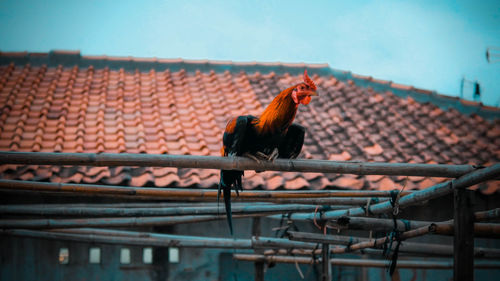 Low angle view of rooster perching on railing