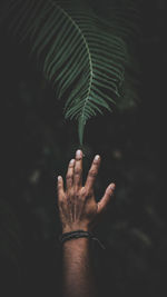 Close-up of hand holding leaf