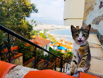 Portrait of cat sitting against built structure