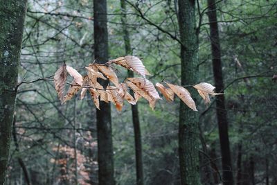 Close-up of bare tree in forest